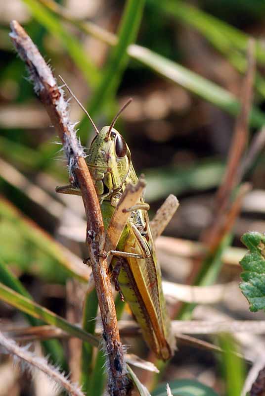 Identificabile? - Euchorthippus declivus